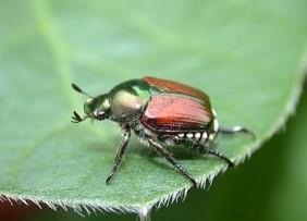 Japanese Beetles In Corn And Soybeans
